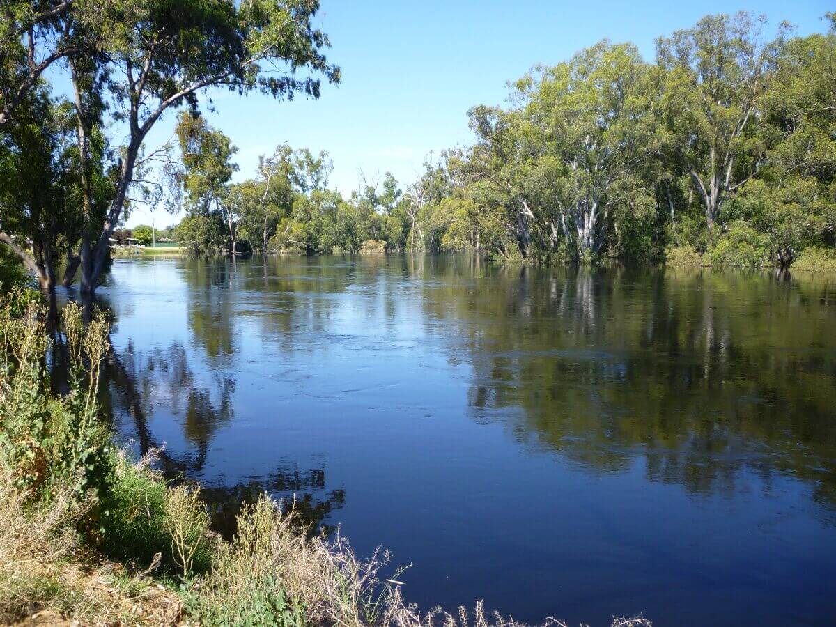 Flooded Murrumbidgee River - Bidgee Motor Inn Hay NSW