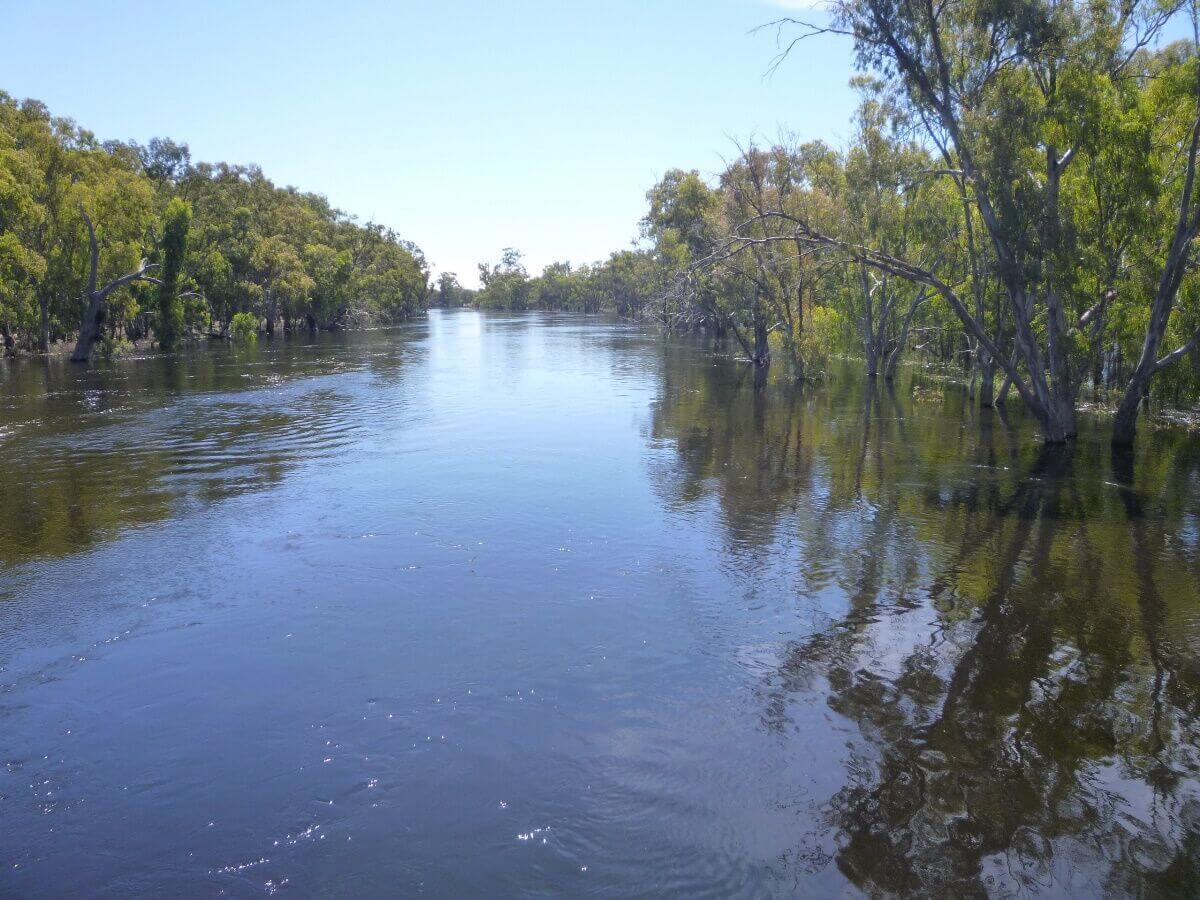 Flooded Murrumbidgee River - Bidgee Motor Inn Hay NSW